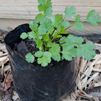 Coriander Herb