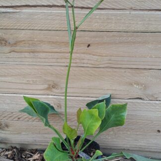 Statice - Limonium Perezii