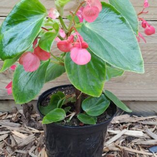 BEGONIA X HYBRIDA - Dragon Wing Pink 17cm