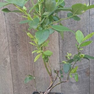 Blueberry Sharp Blue 17cm