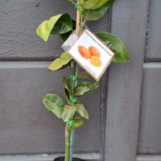 Washington Naval Orange Tree