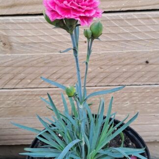 Dianthus Carnation "Twiggy"