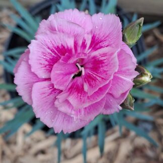 Carnation Dianthus "Easy Pink"