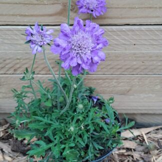 Scabiosa dwarf 'Butterfly Blue'