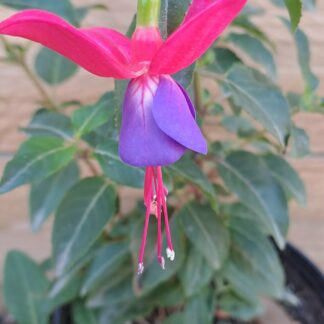 Fuschia Bella - Susanna