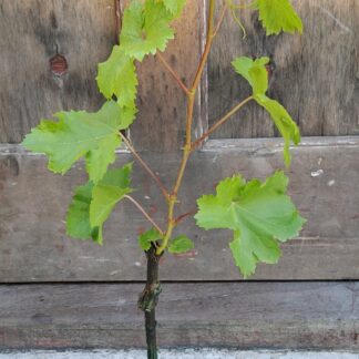 Crimson Seedless Grape vine 2L
