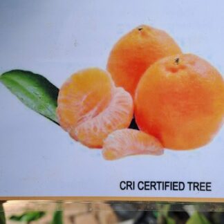 Empress Naartjie/manderin