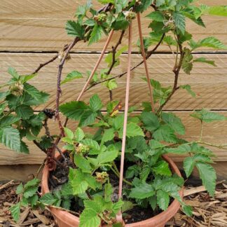 Blackberry Karaka Hanging Basket