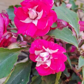 Impatiens Wallerina Hot pink