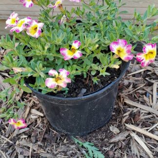 Calibrachoa Cha-Cha Hot Pink