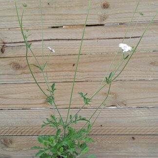 Scabiosa White