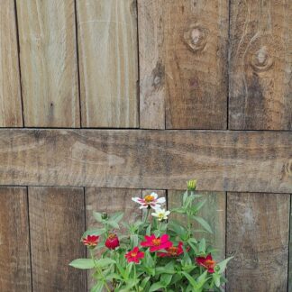 Zinnia Zahara Mix 4Pack