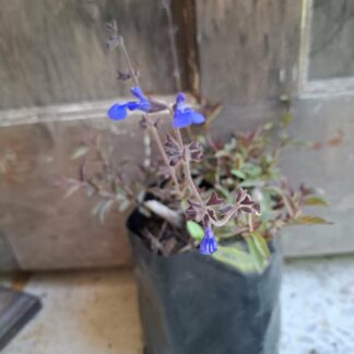 Salvia Sinoala Groundcover