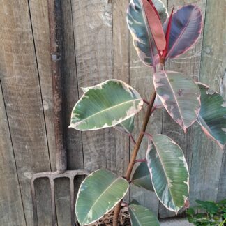 Ficus Elastica Ruby