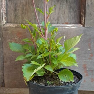 Dahlia Dalaya Morella