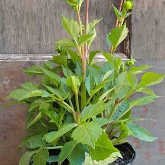 Dahlia Dalaya Purple