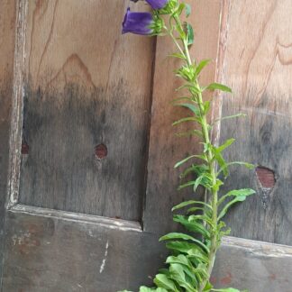 Campanula Bell