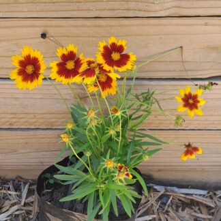 Coreopsis