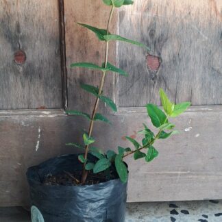 Hypericum St John's Wort