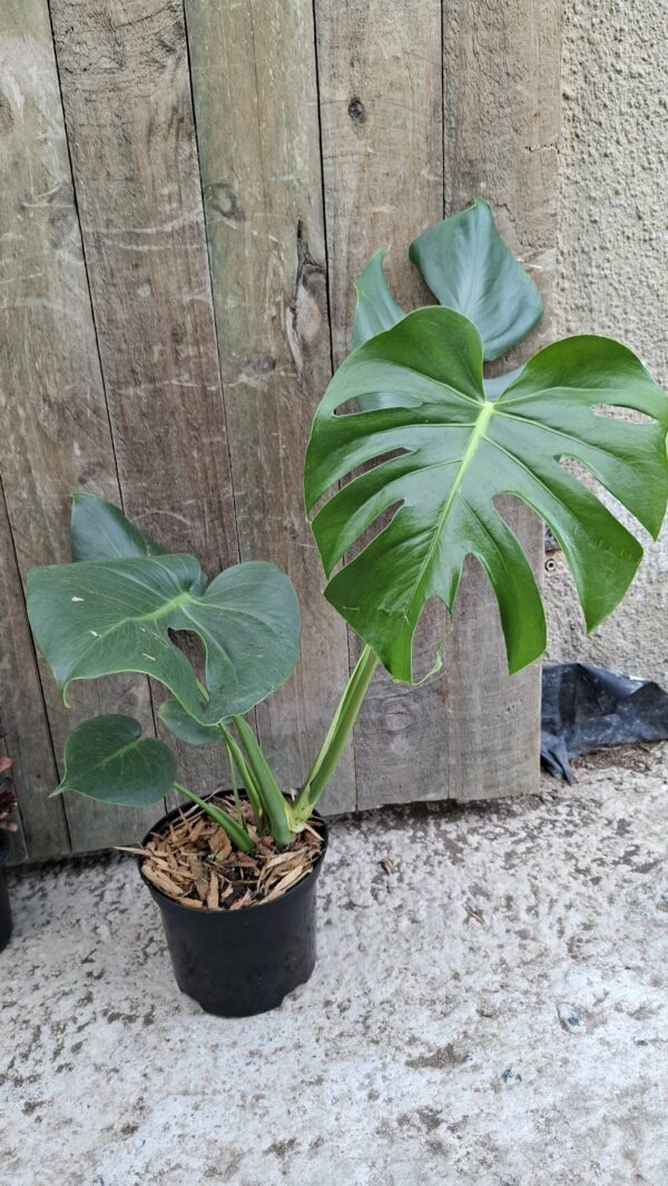 MONSTERA DELICIOSA TAUERII Dwarf Swiss Cheese Plant 17cm
