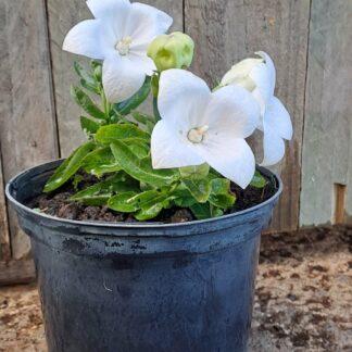 Platycodon (Baloon Flower) White