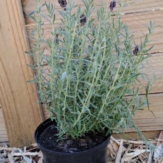 Spanish lavender