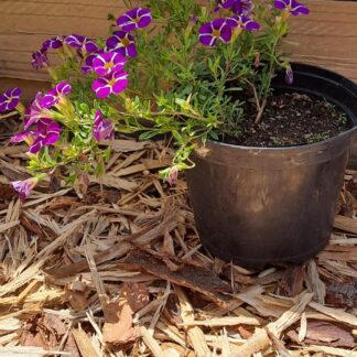 Calibrachoa Rave Blue Bicolor