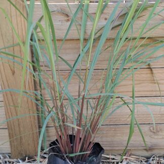 CYMBOPOGON CITRATUS Lemon Grass 2,5L