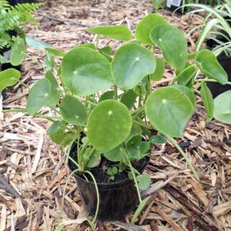 Pilea Peperomiodes Chinese Money Plant