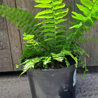 NEPHROLEPSIS BISERRATA Macho Fern 17cm