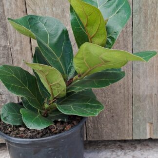 Ficus Lyrata Bambino