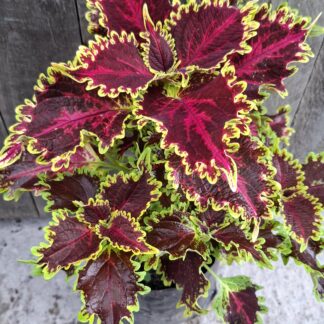 Coleus Solar flare