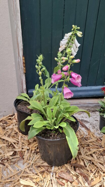 Foxglove (mixed colours)