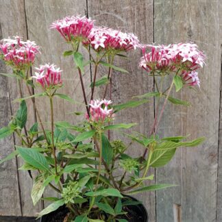 Pentas Lanceolata Appleblossom