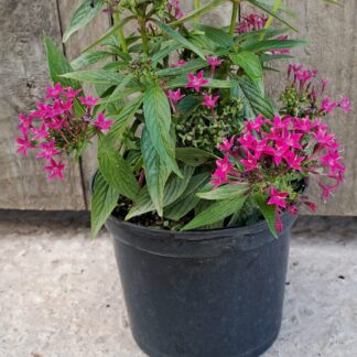 Pentas Lanceolata