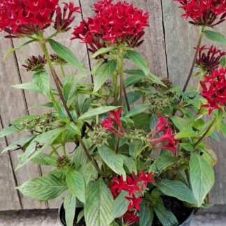 Pentas Lanceolata Dark Red