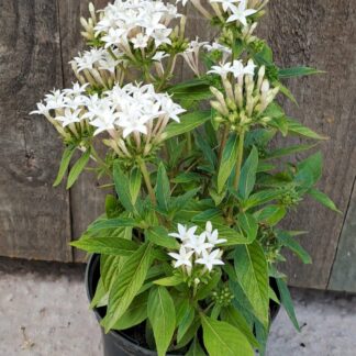 Pentas Lanceolata White