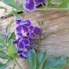 Durantha Sapphire Showers