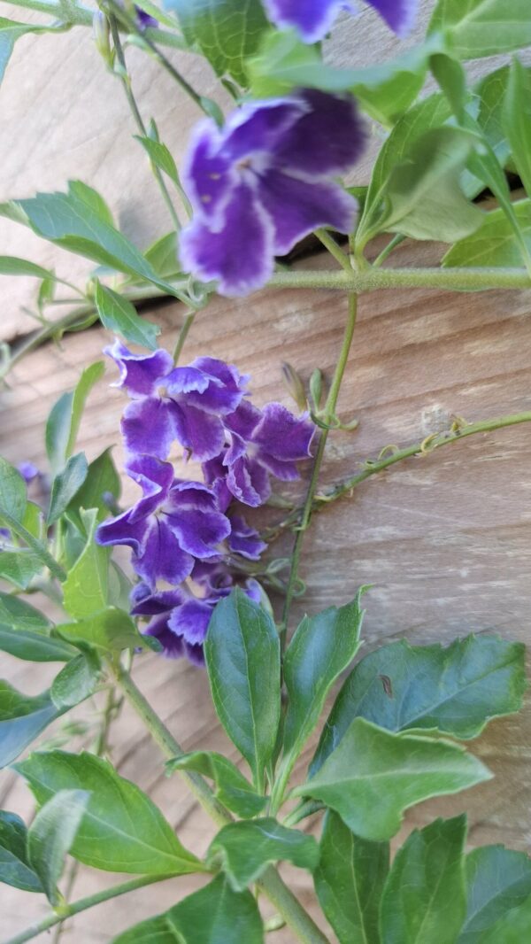 Durantha Sapphire Showers