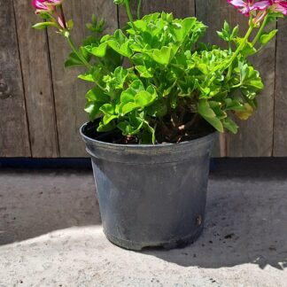 Pelargonium Burgundy White