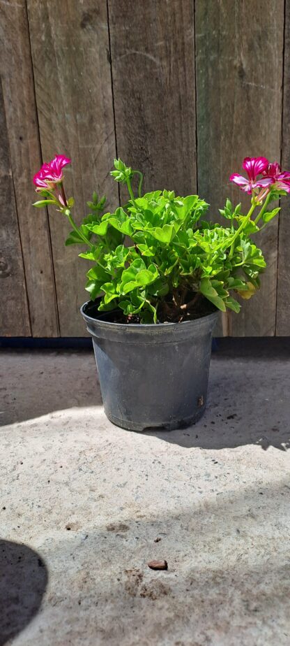 Pelargonium Burgundy White