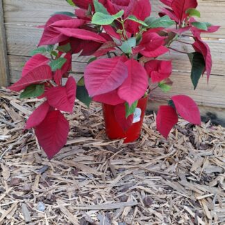 Poinsettia