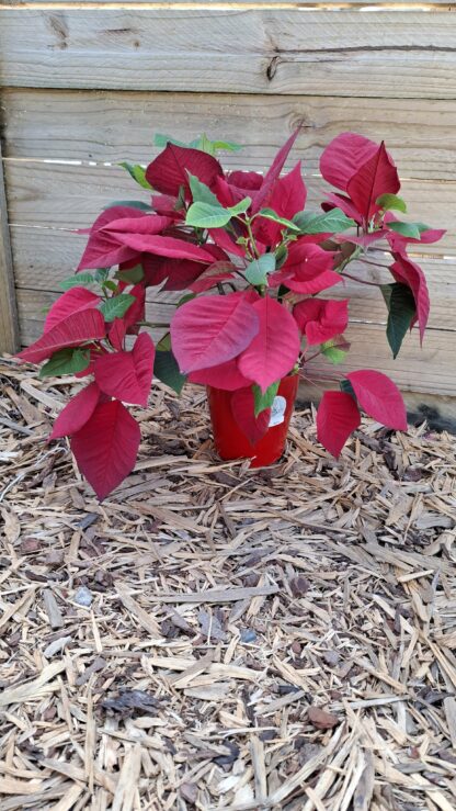 Poinsettia