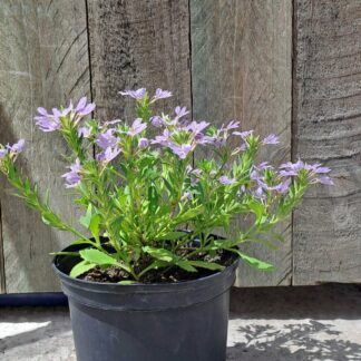 Scavola Aemula (Fan Flower)