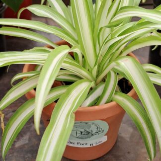 CHLOROPHYTUM COMOSUM Spider Plant - Vittatum 2,5L