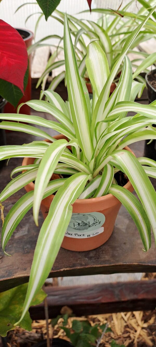 JPEG_20250228_135000_2417012316285156951-scaled.jpg CHLOROPHYTUM COMOSUM Spider Plant - Vittatum 2,5L