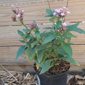 Pentas Lanceolata Light Lavender