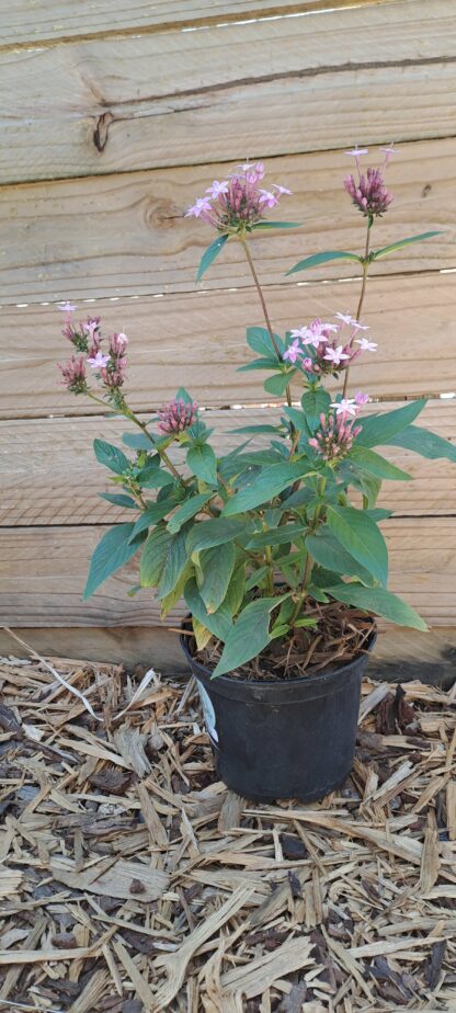 Pentas Lanceolata Light Lavender