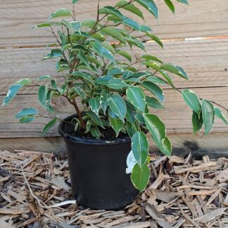 Ficus Benjamina