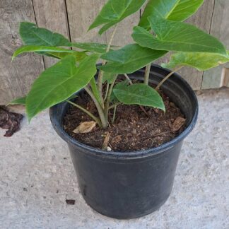 Elephant Ear (Small)